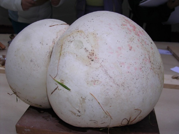 LANGERMANNIA  GIGANTEA